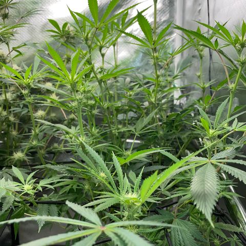 Special Kush 1 - GwJ Community Award Winning Celebration Grow Part 2 -The Price - by KilliczGe growlog timeline photo