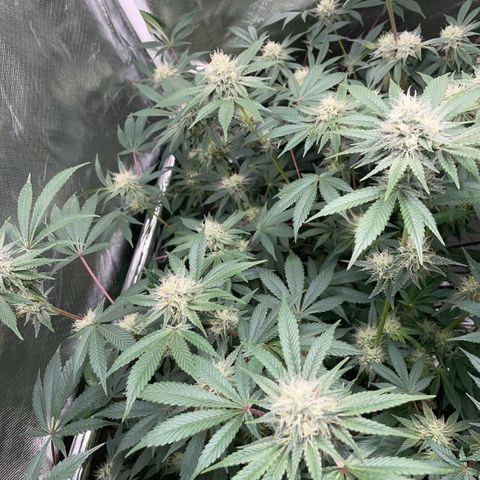 Critical Kush - GwJ Community Award Winning Celebration Grow Part 1 - The Winner - by KilliczGe growlog timeline photo