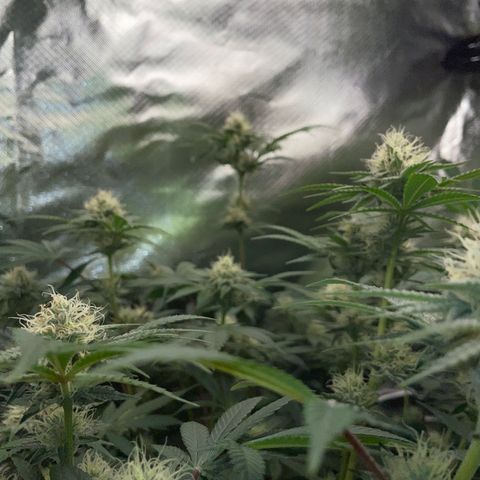 Critical Kush - GwJ Community Award Winning Celebration Grow Part 1 - The Winner - by KilliczGe growlog timeline photo