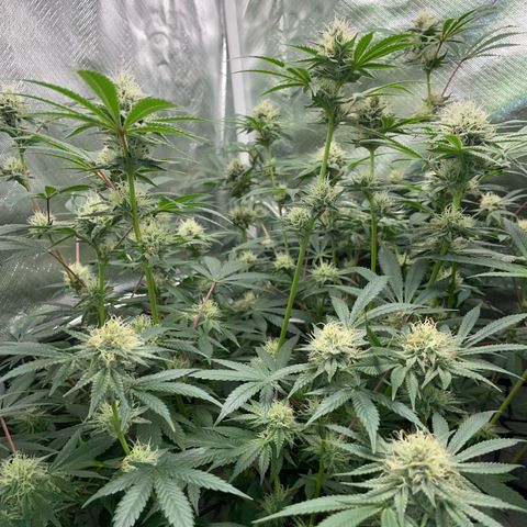 Critical Kush - GwJ Community Award Winning Celebration Grow Part 1 - The Winner - by KilliczGe growlog timeline photo