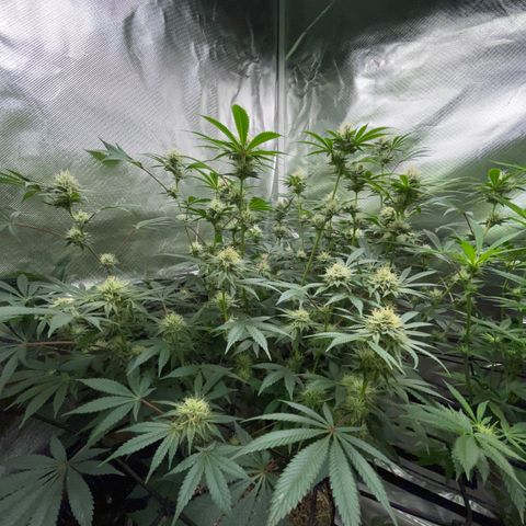 Critical Kush - GwJ Community Award Winning Celebration Grow Part 1 - The Winner - by KilliczGe growlog timeline photo
