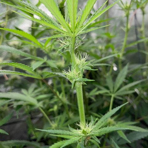 Special Kush 1 - GwJ Community Award Winning Celebration Grow Part 2 -The Price - by KilliczGe growlog timeline photo