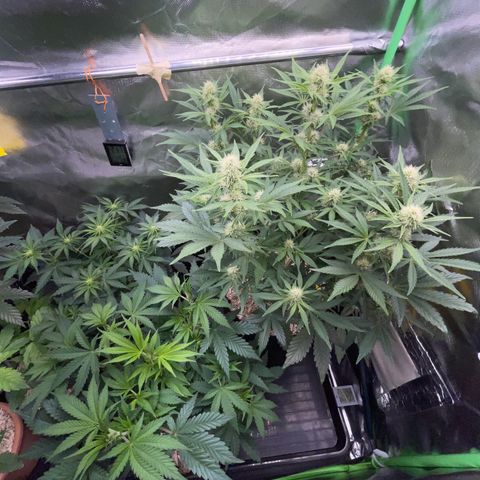Wedding Cake Auto by KilliczGe growlog timeline photo