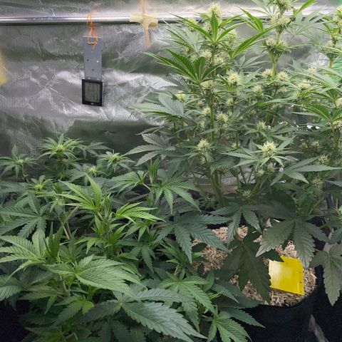 Wedding Cake Auto by KilliczGe growlog timeline photo