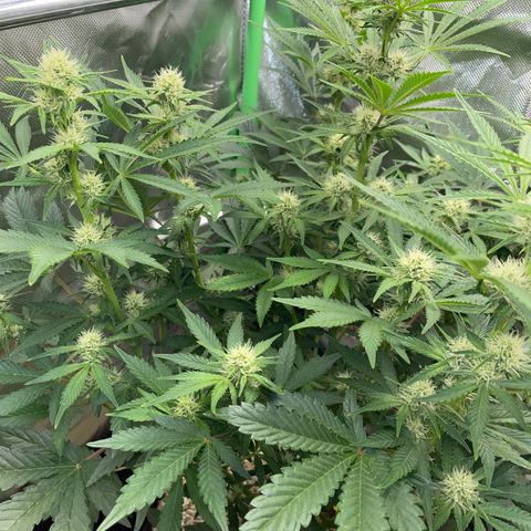 Wedding Cake Auto by KilliczGe growlog timeline photo