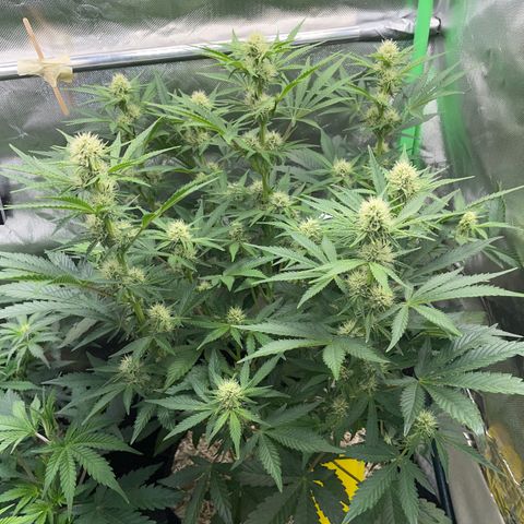 Wedding Cake Auto by KilliczGe growlog timeline photo