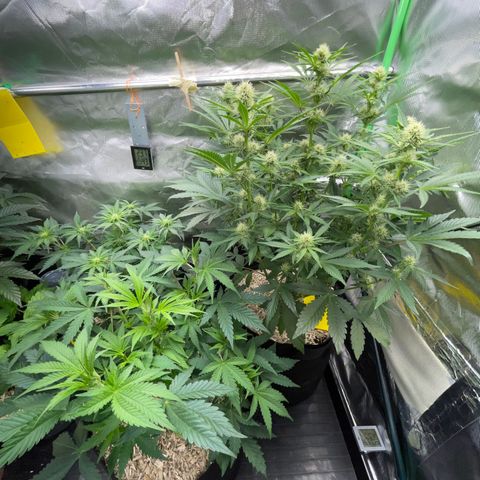 Wedding Cake Auto by KilliczGe growlog timeline photo