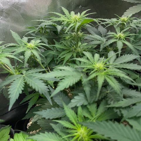 Sherbet Queen Auto by KilliczGe  growlog timeline photo