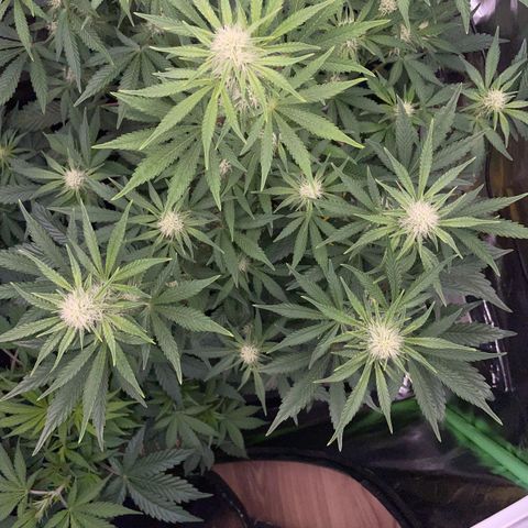 Wedding Cake Auto by KilliczGe growlog timeline photo