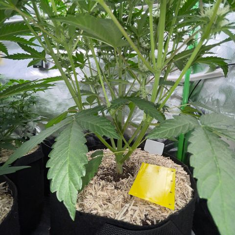 Wedding Cake Auto by KilliczGe growlog timeline photo