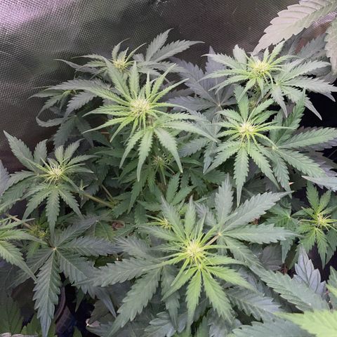 Sherbet Queen Auto by KilliczGe  growlog timeline photo