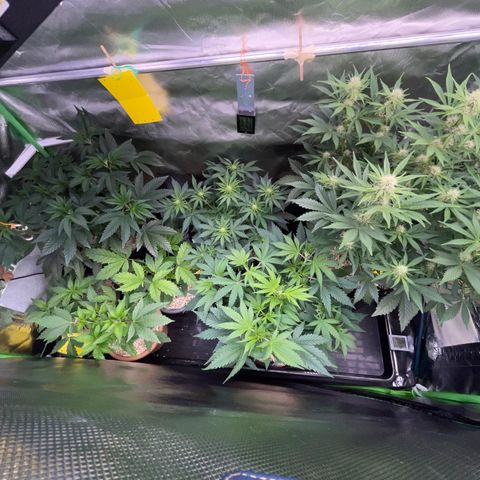 Wedding Cake Auto by KilliczGe growlog timeline photo