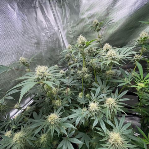Critical Kush - GwJ Community Award Winning Celebration Grow Part 1 - The Winner - by KilliczGe growlog timeline photo