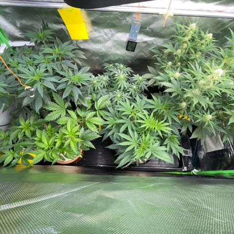 Wedding Cake Auto by KilliczGe growlog timeline photo