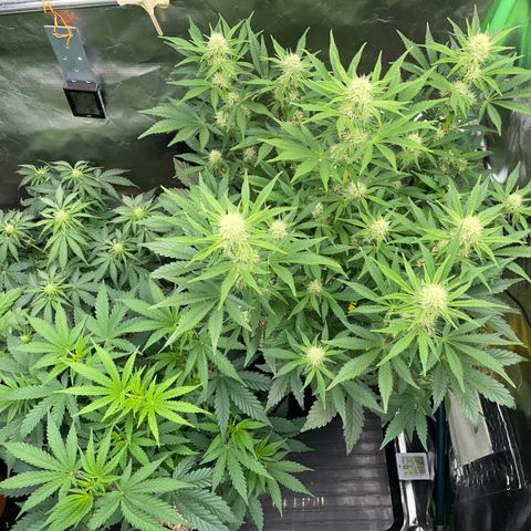 Wedding Cake Auto by KilliczGe growlog timeline photo