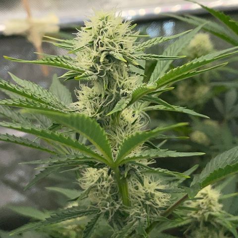 Wedding Cake Auto by KilliczGe growlog timeline photo