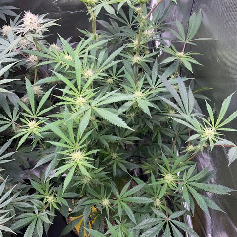 Special Kush 1 - GwJ Community Award Winning Celebration Grow Part 2 -The Price - by KilliczGe growlog timeline photo