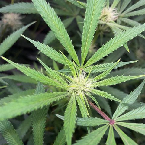 Special Kush 1 - GwJ Community Award Winning Celebration Grow Part 2 -The Price - by KilliczGe growlog timeline photo