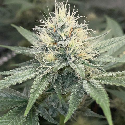 Critical Kush - GwJ Community Award Winning Celebration Grow Part 1 - The Winner - by KilliczGe growlog timeline photo