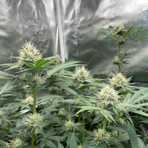 Critical Kush - GwJ Community Award Winning Celebration Grow Part 1 - The Winner - by KilliczGe growlog timeline photo