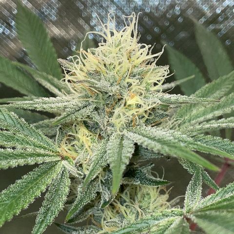 Critical Kush - GwJ Community Award Winning Celebration Grow Part 1 - The Winner - by KilliczGe growlog timeline photo