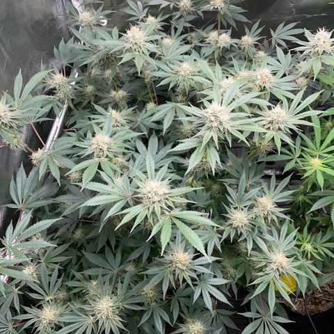 Critical Kush - GwJ Community Award Winning Celebration Grow Part 1 - The Winner - by KilliczGe growlog timeline photo