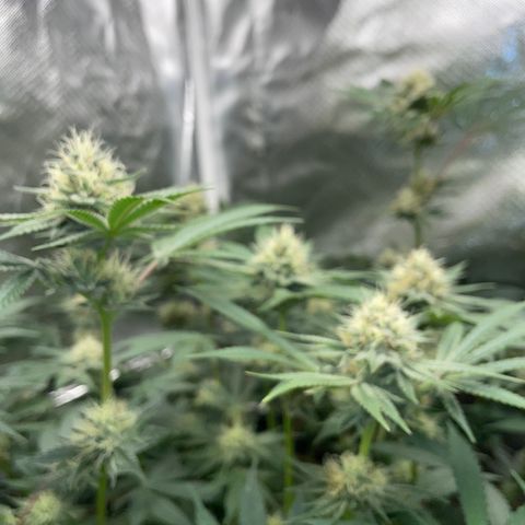 Critical Kush - GwJ Community Award Winning Celebration Grow Part 1 - The Winner - by KilliczGe growlog timeline photo