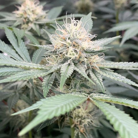 Critical Kush - GwJ Community Award Winning Celebration Grow Part 1 - The Winner - by KilliczGe growlog timeline photo