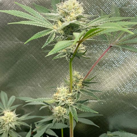 Critical Kush - GwJ Community Award Winning Celebration Grow Part 1 - The Winner - by KilliczGe growlog timeline photo