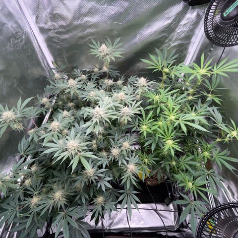Critical Kush - GwJ Community Award Winning Celebration Grow Part 1 - The Winner - by KilliczGe growlog timeline photo