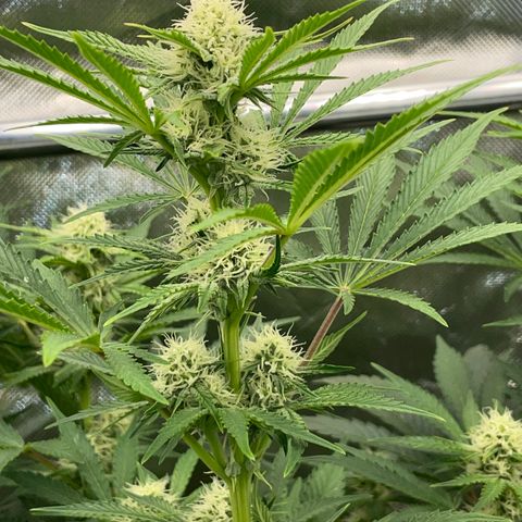 Wedding Cake Auto by KilliczGe growlog timeline photo