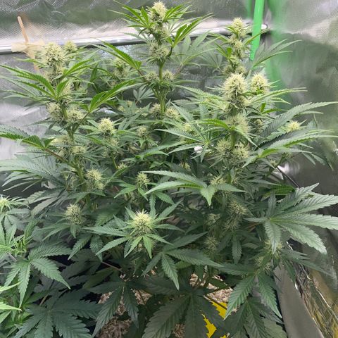 Wedding Cake Auto by KilliczGe growlog timeline photo