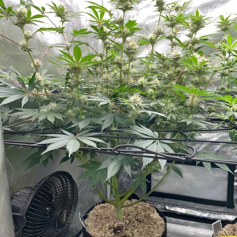 Critical Kush - GwJ Community Award Winning Celebration Grow Part 1 - The Winner - by KilliczGe growlog timeline photo