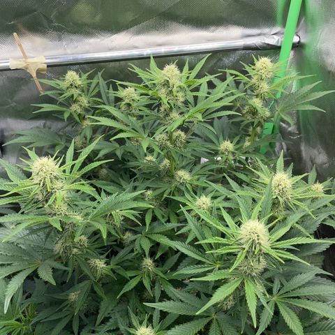 Wedding Cake Auto by KilliczGe growlog timeline photo