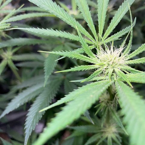 Special Kush 1 - GwJ Community Award Winning Celebration Grow Part 2 -The Price - by KilliczGe growlog timeline photo