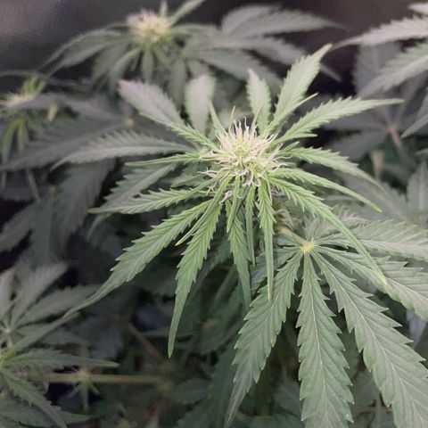 Sherbet Queen Auto by KilliczGe  growlog timeline photo