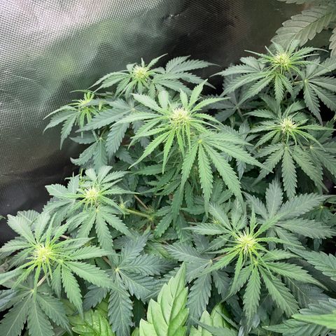 Sherbet Queen Auto by KilliczGe  growlog timeline photo