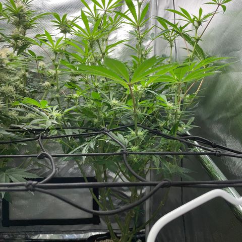 Special Kush 1 - GwJ Community Award Winning Celebration Grow Part 2 -The Price - by KilliczGe growlog timeline photo
