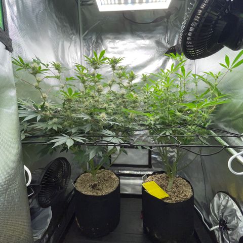 Critical Kush - GwJ Community Award Winning Celebration Grow Part 1 - The Winner - by KilliczGe growlog timeline photo