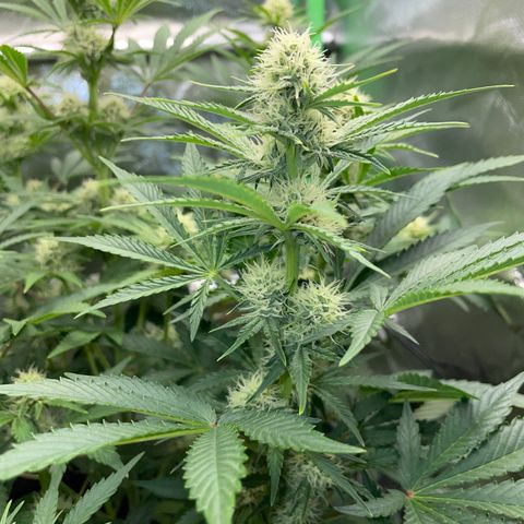 Wedding Cake Auto by KilliczGe growlog timeline photo