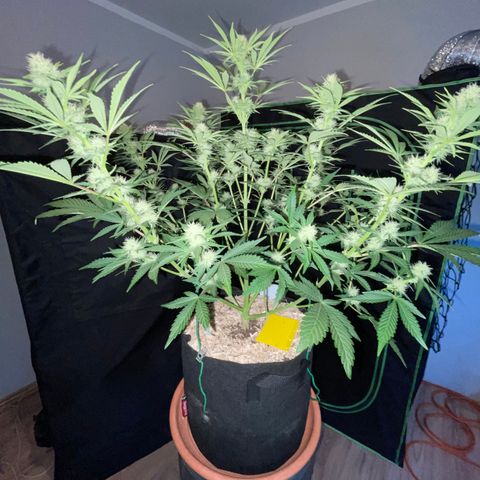 Wedding Cake Auto by KilliczGe growlog timeline photo