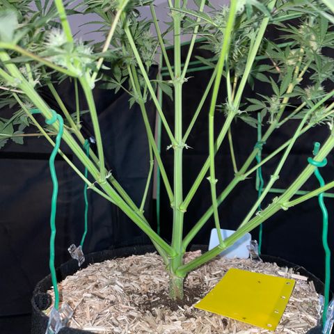 Wedding Cake Auto by KilliczGe growlog timeline photo