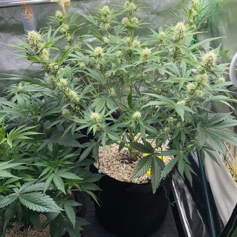 Wedding Cake Auto by KilliczGe growlog timeline photo