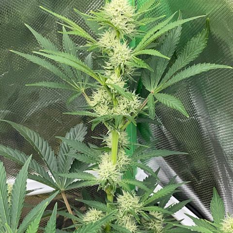 Wedding Cake Auto by KilliczGe growlog timeline photo