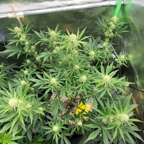 Wedding Cake Auto by KilliczGe growlog timeline photo
