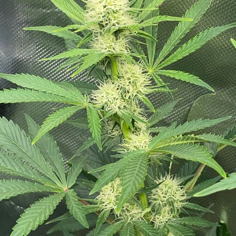 Wedding Cake Auto by KilliczGe growlog timeline photo