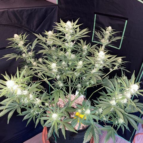 Wedding Cake Auto by KilliczGe growlog timeline photo