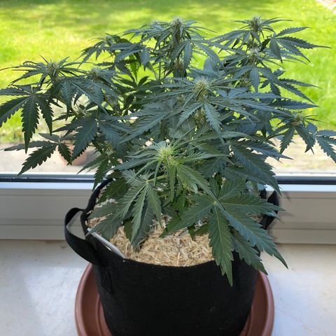 Sherbet Queen Auto by KilliczGe  growlog timeline photo