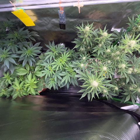 Wedding Cake Auto by KilliczGe growlog timeline photo