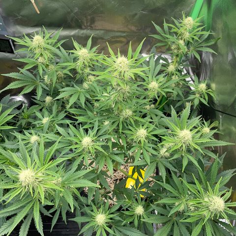 Wedding Cake Auto by KilliczGe growlog timeline photo